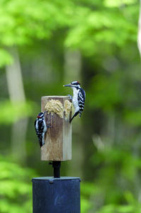 Bark Butter Feeder 2