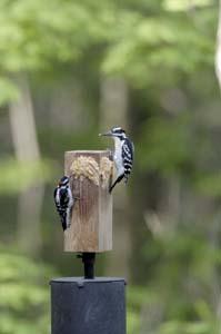 Jim&rsquo;s Birdacious Bark Butter Feeder