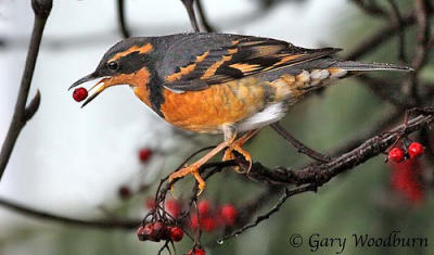 Varied Thrush