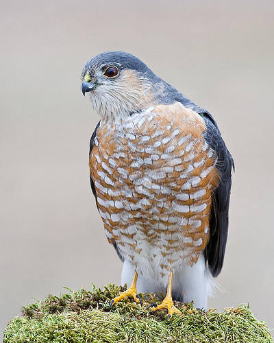 Sharp Shinned Hawk