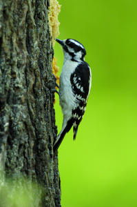 Downy Woodpecker