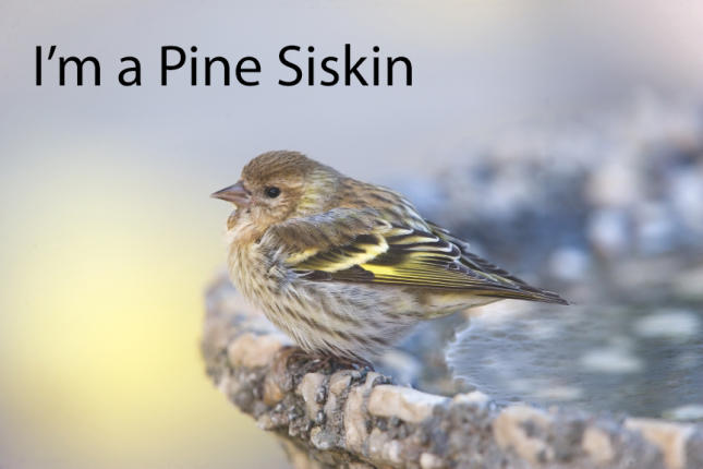 I'm a Pine Siskin