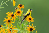 Goldfinches on Black-eyed Susans